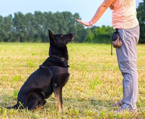 Трюки для собак: список самых интересных