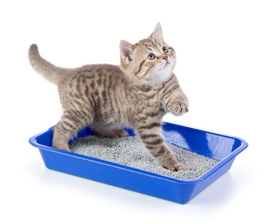 Котенок ест наполнитель для туалета: почему и что делать | как отучить