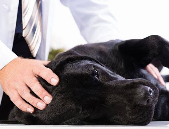 Сальмонеллез у собак: симптомы и лечение
