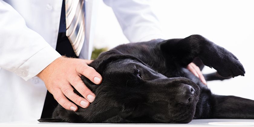 Сальмонеллез у собак: симптомы и лечение