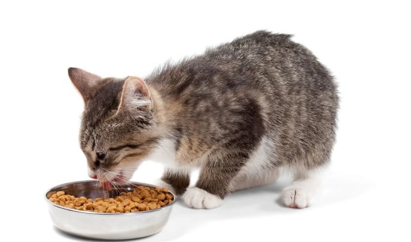 Котенок ест корм