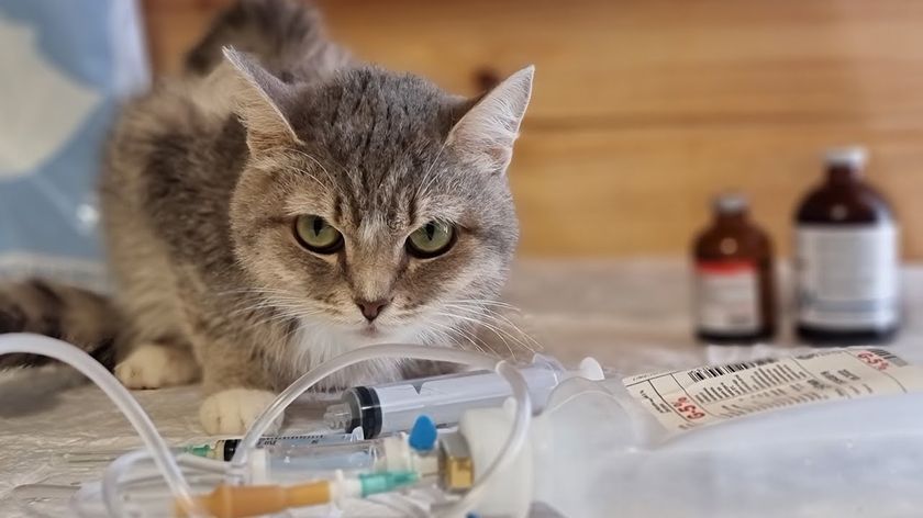 Кот и лекарства