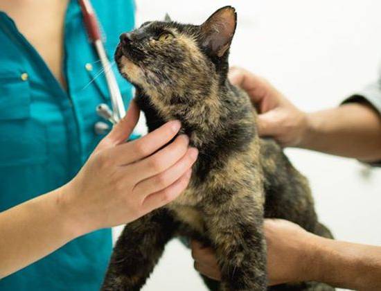 Гепатопатия у кошек