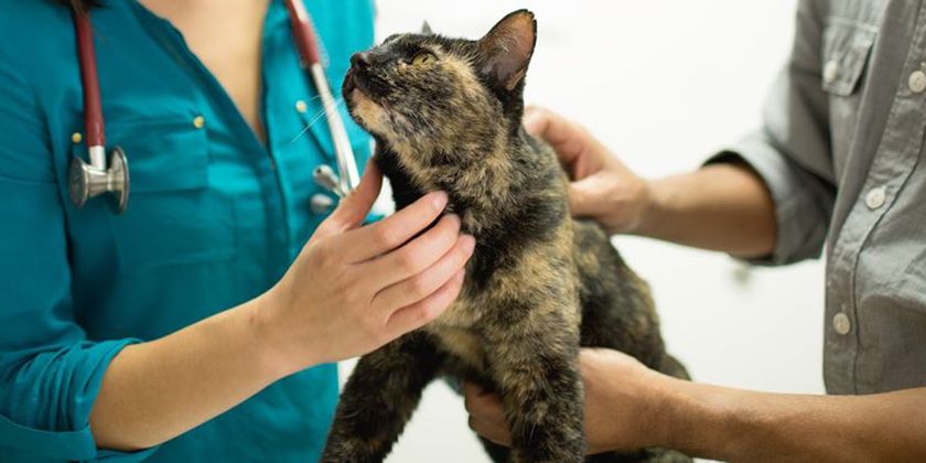 Гепатопатия у кошек