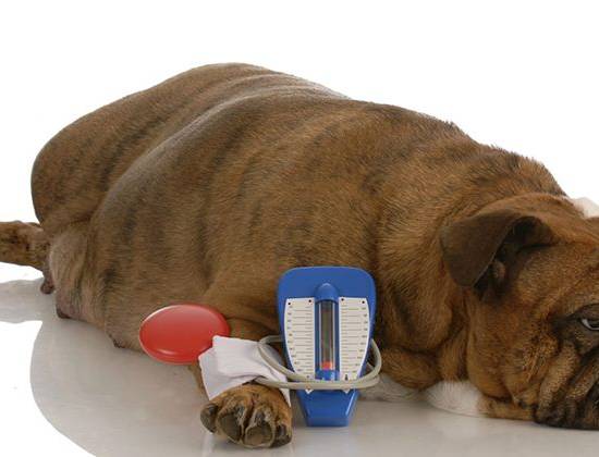 Несахарный диабет у собак