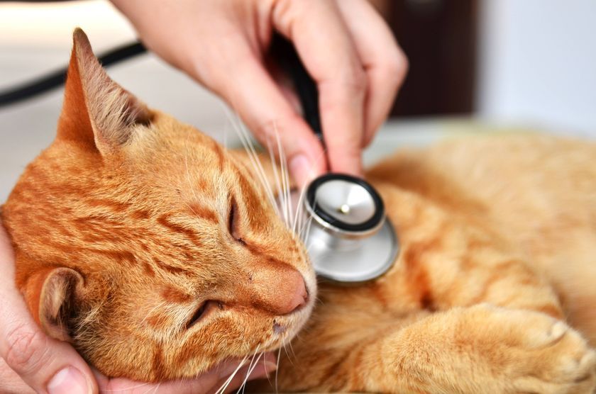 Рыжий кот у ветеринара