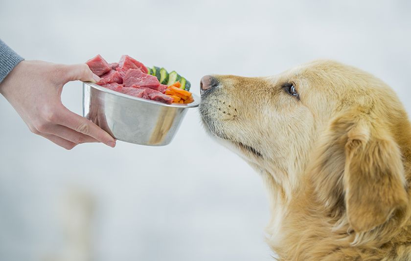 Натуральное питание для собаки
