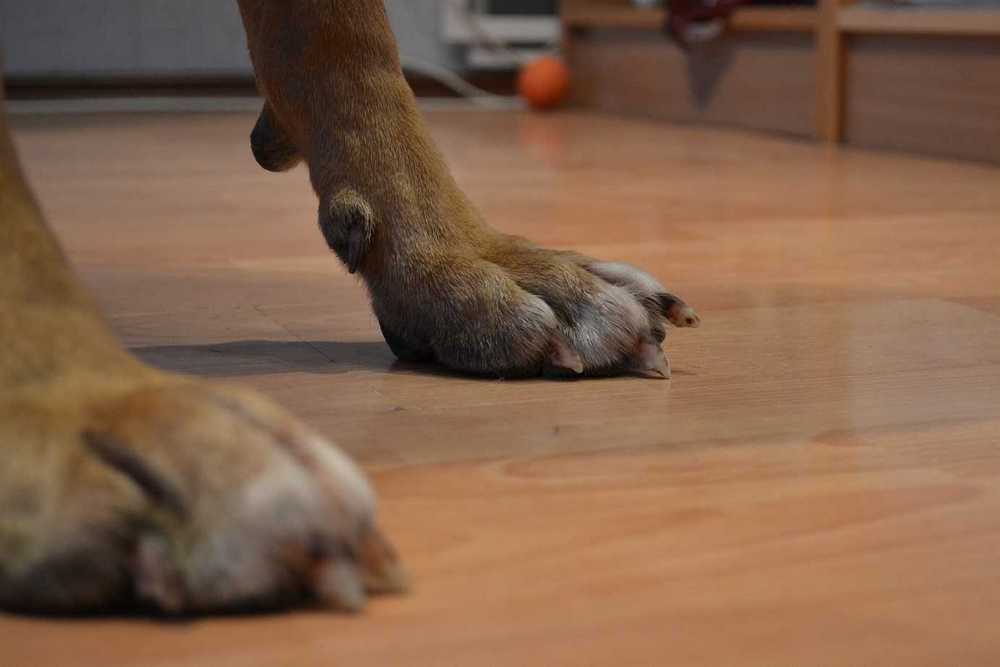 Прибылые пальцы у собаки