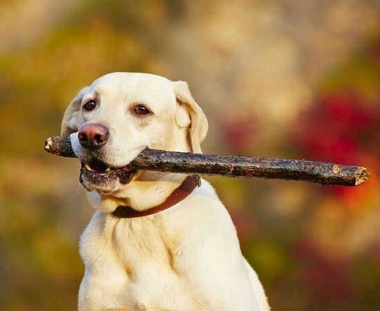 Как научить собаку приносить палку и вещи | команда принеси