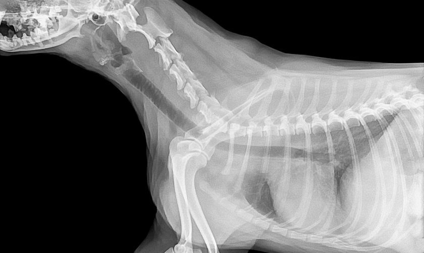 Рентген собаки