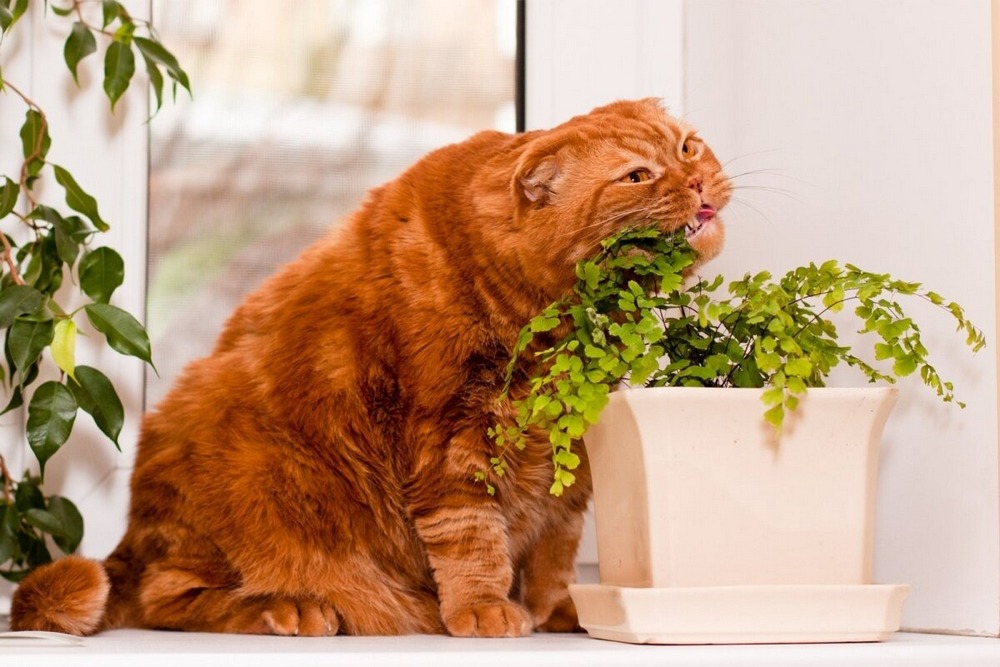 Кот возле цветочного горшка с растением