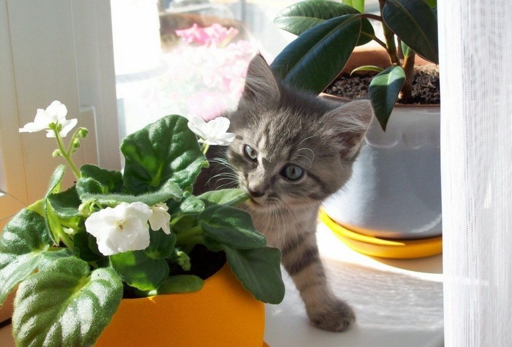 Котенок возле комнатного цветка