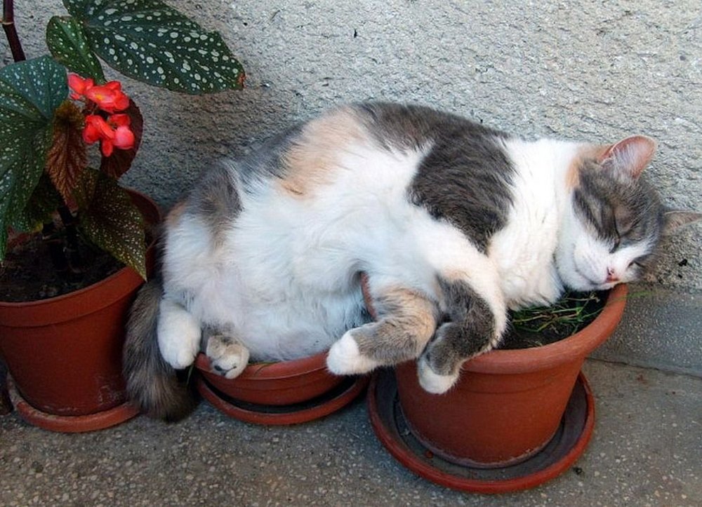 Кошка на цветочных горшках