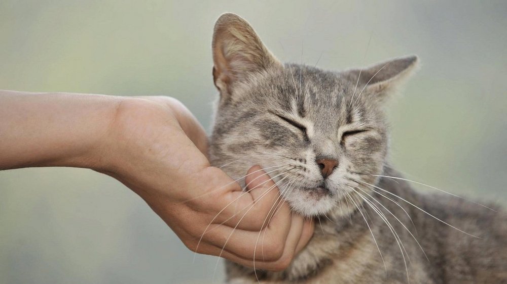 Кошка возле руки