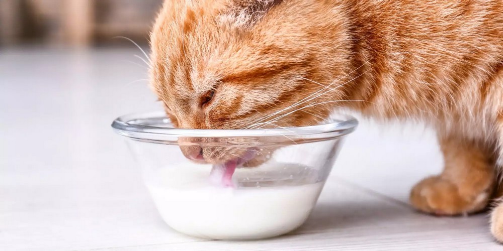 Кошка возле миски с молоком
