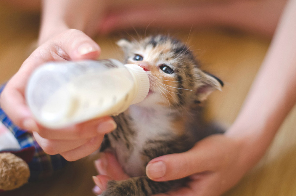 Бутылочка с молоком в руках и котенок