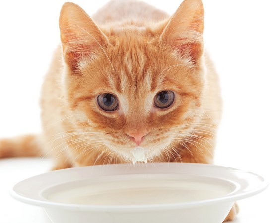 Можно ли кошкам молоко: польза и вред