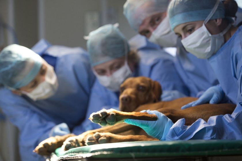 Собака в операционной