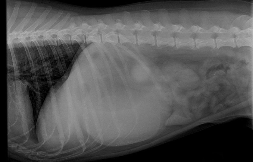 Рентген кошки