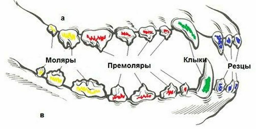 Схема расположения зубов у собаки