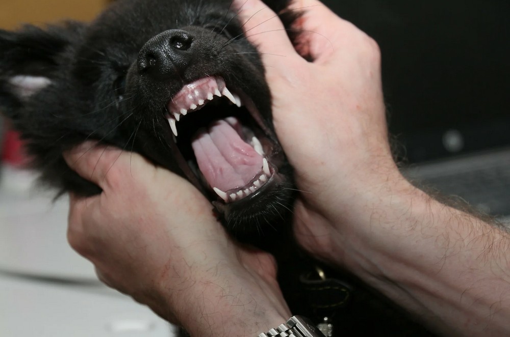 Зубы у щенка