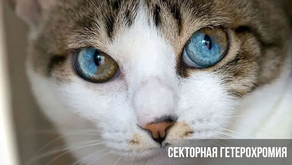 Секторная гетерохромия у кошки