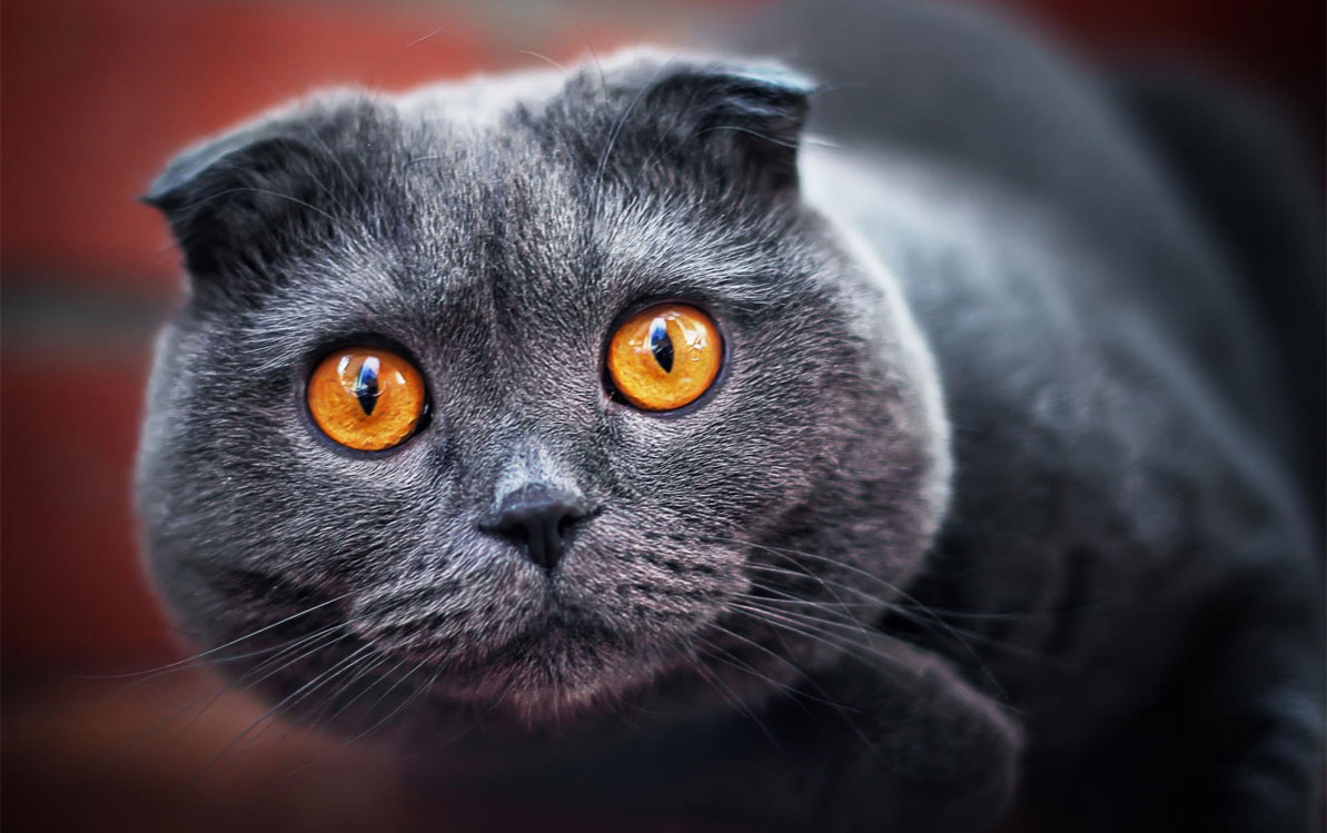 Оранжевые глаза у кошек