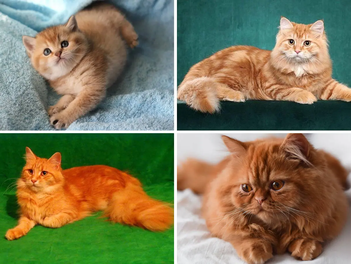 Имена для рыжих котиков