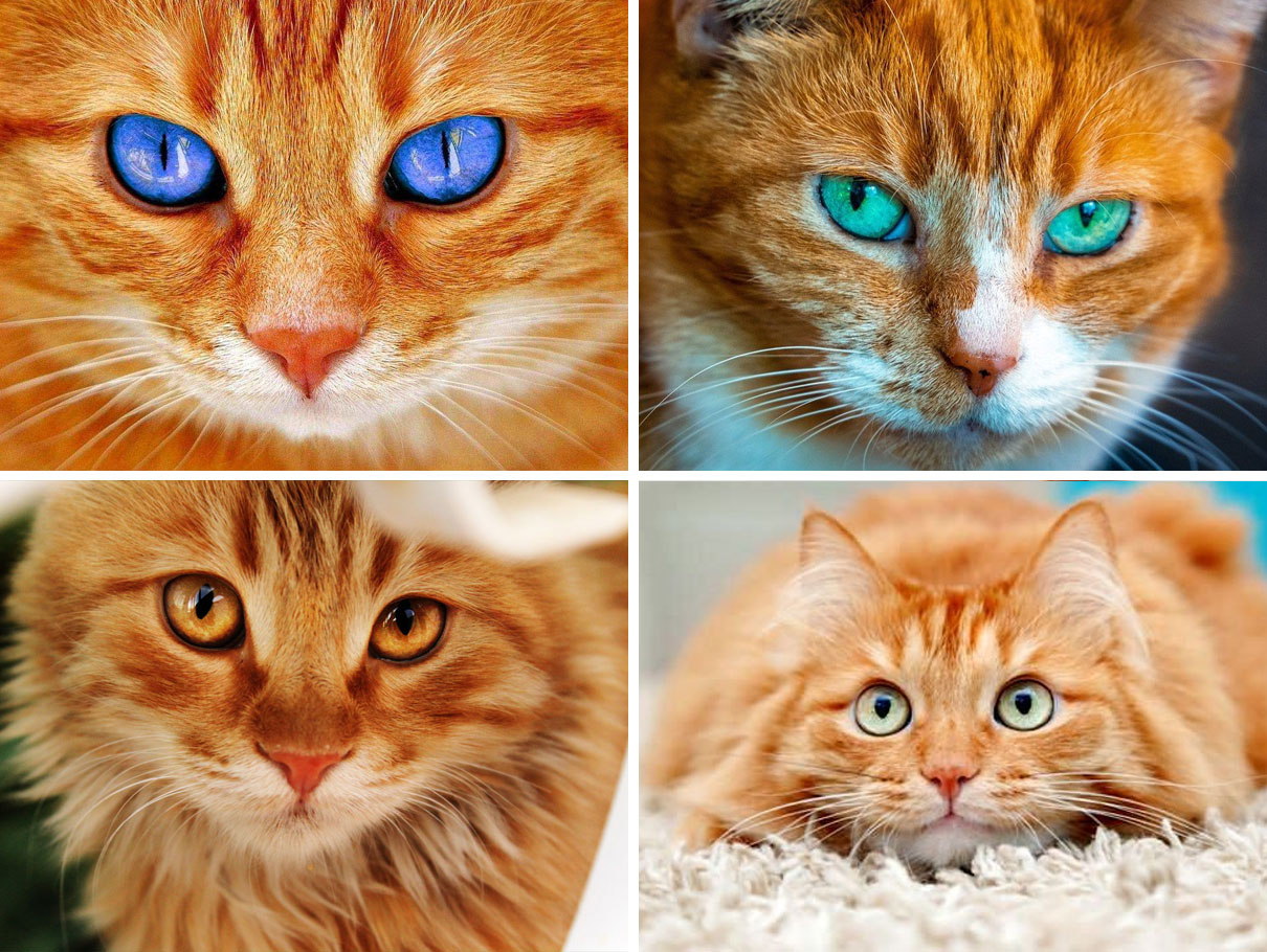 Цвет глаз у рыжего кота