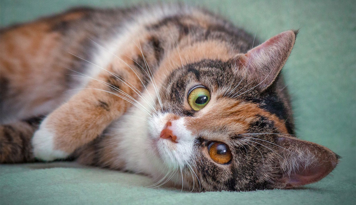Трехцветная кошка с преобладанием серого оттенка