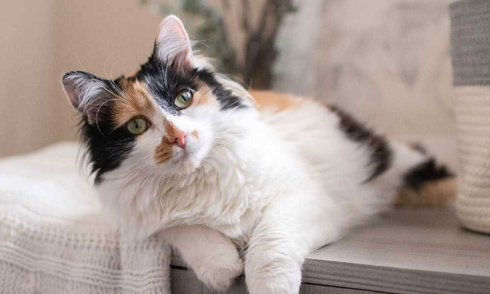 Трехцветная кошка с преобладанием белого цвета