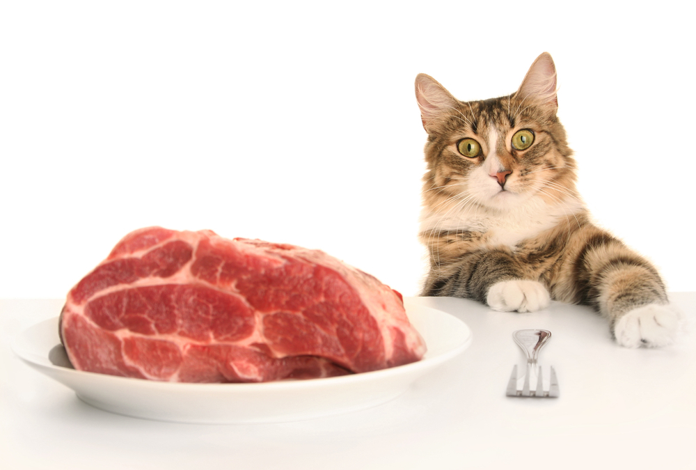 Кусок мяса на тарелке и кот