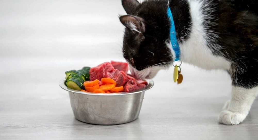 Кот возле миски с мясом и овощами