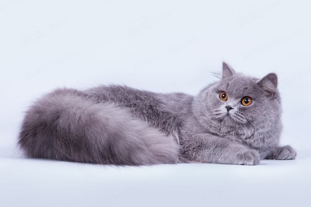 Кошка британской длинношерстной породы