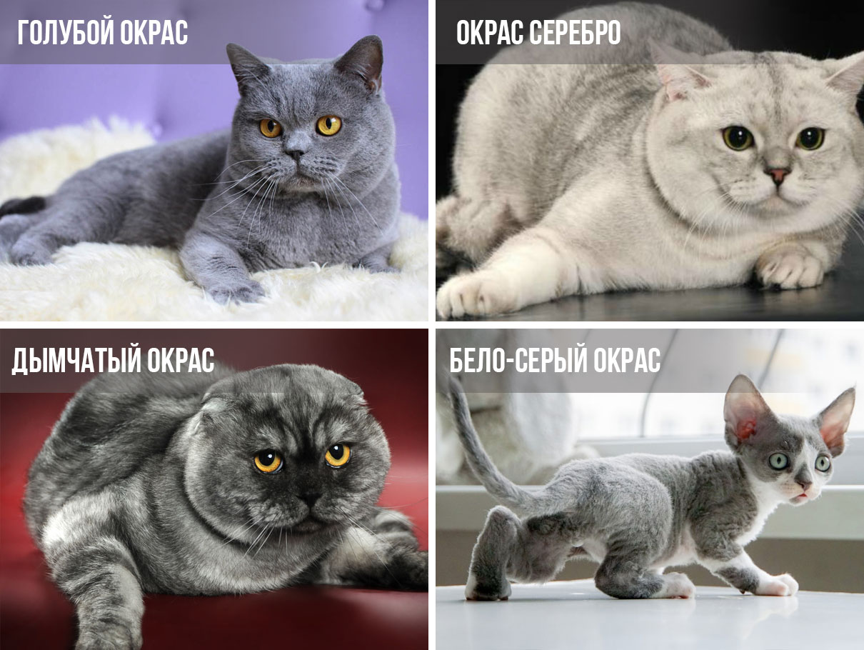 Вариации серого окраса у кошек