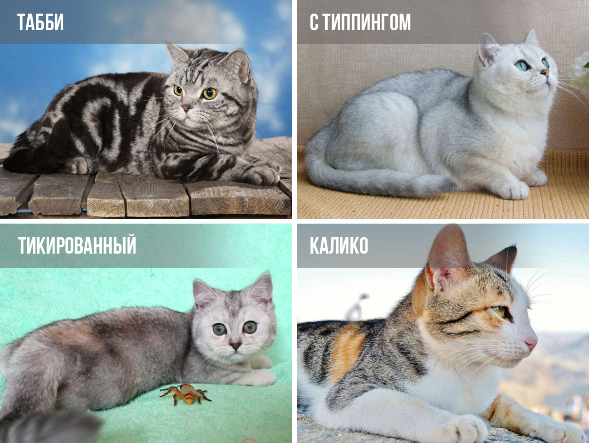 Рисунок шерсти к серых котов и кошек