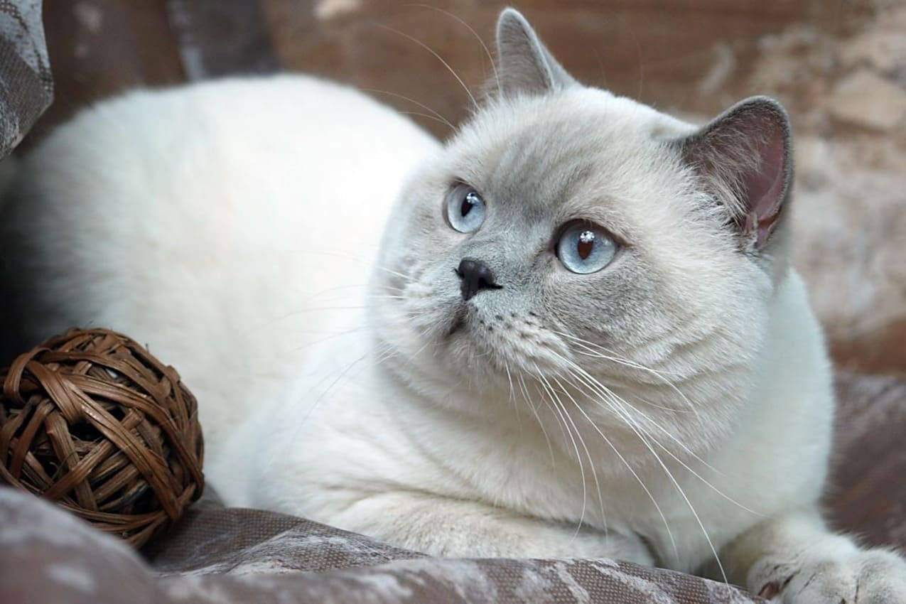 Серебристый кот с голубыми глазами