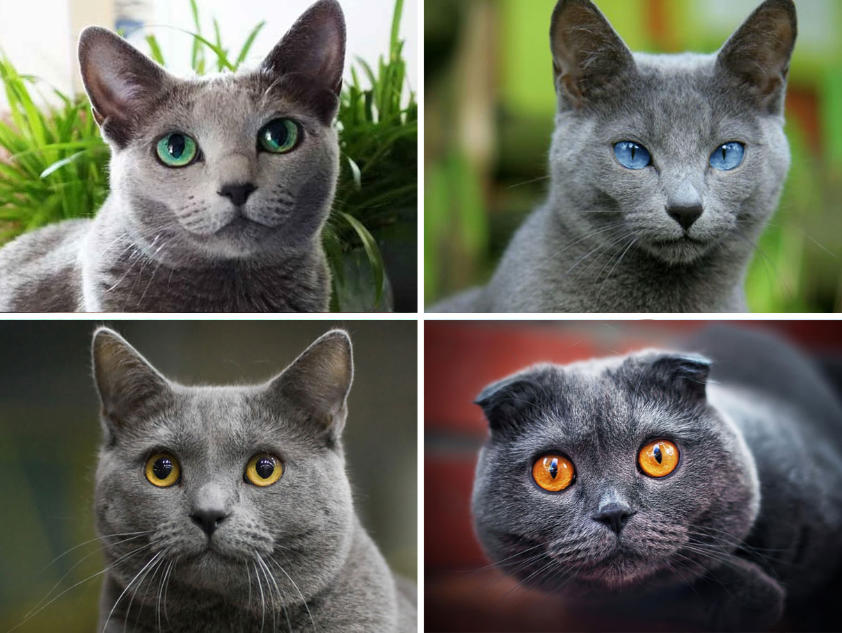Цвет глаз у серых кошек