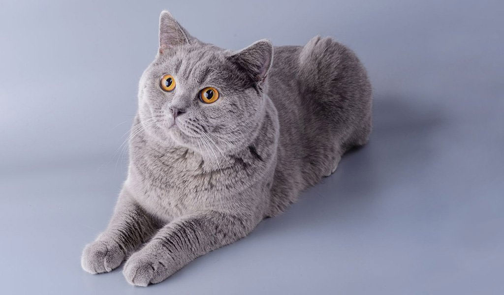 Шартрез - серая порода кошек