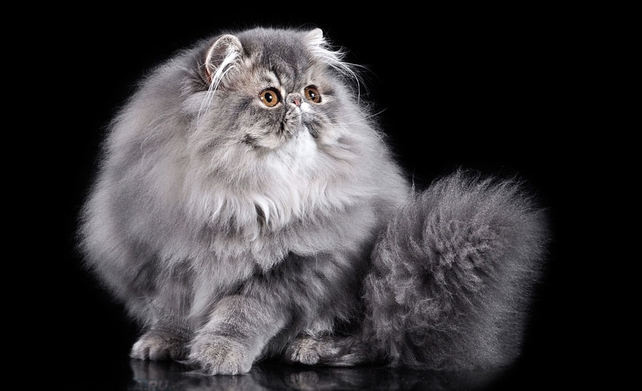 Персидская кошка серого окраса