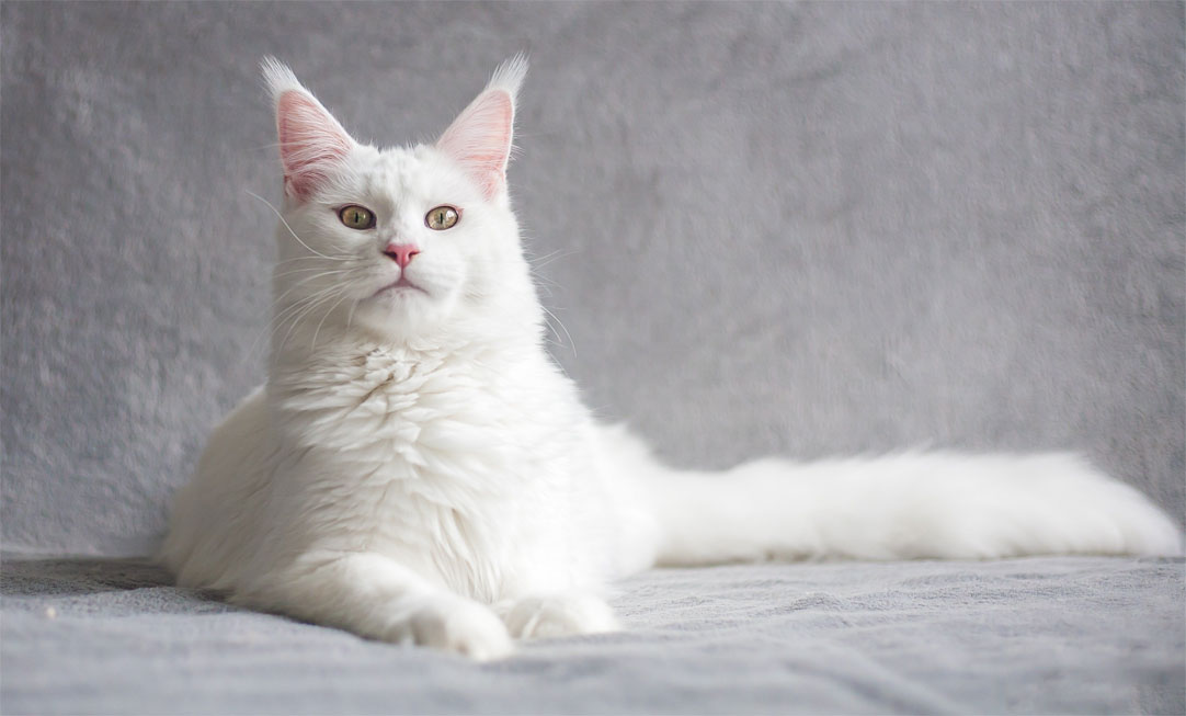 Как назвать идеально белого кота