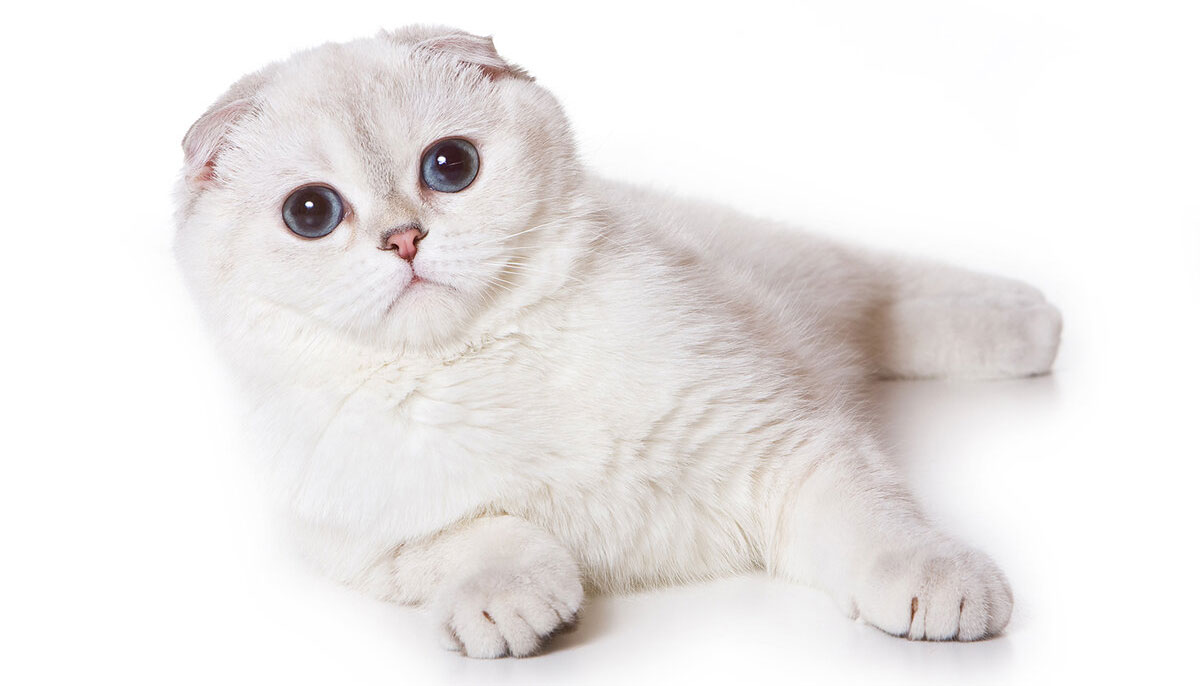 Белый вислоухий кот