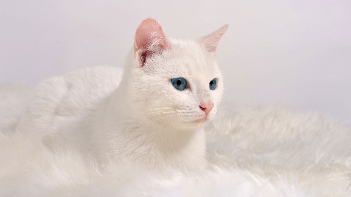 Идеи кличек для белых кошек