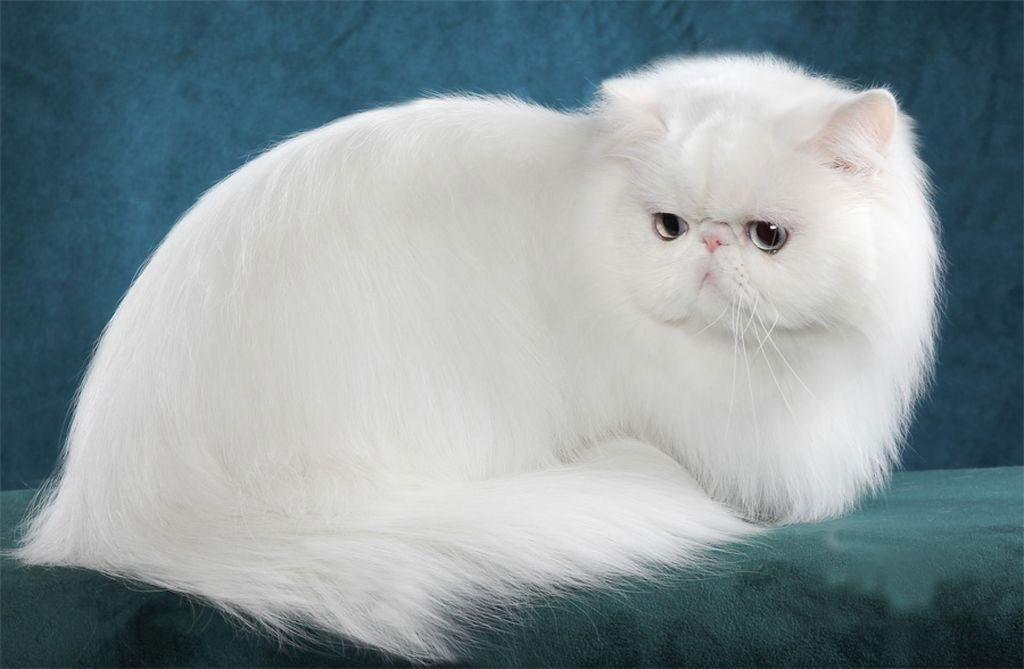 Имена для белых пушистых кошек
