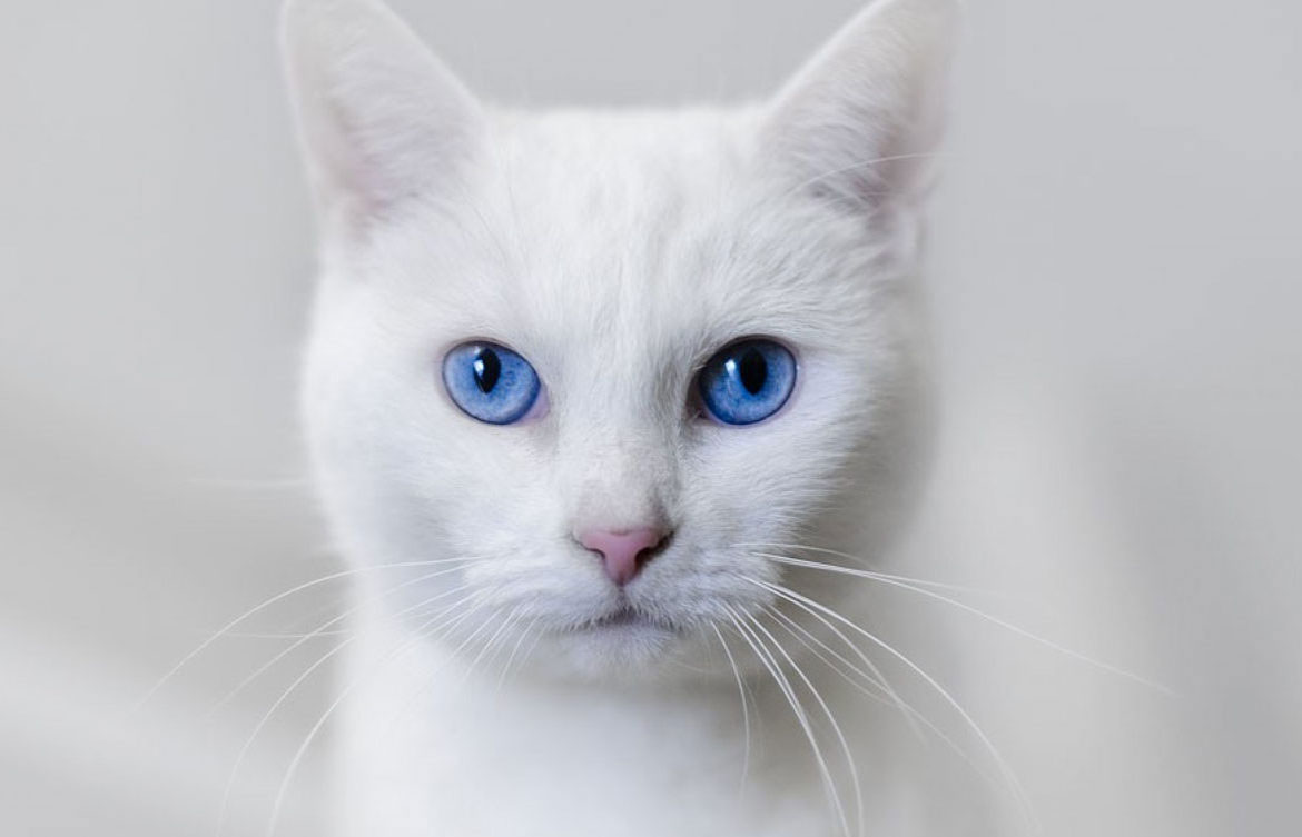 Как назвать белого кота или кошку с голубыми глазами