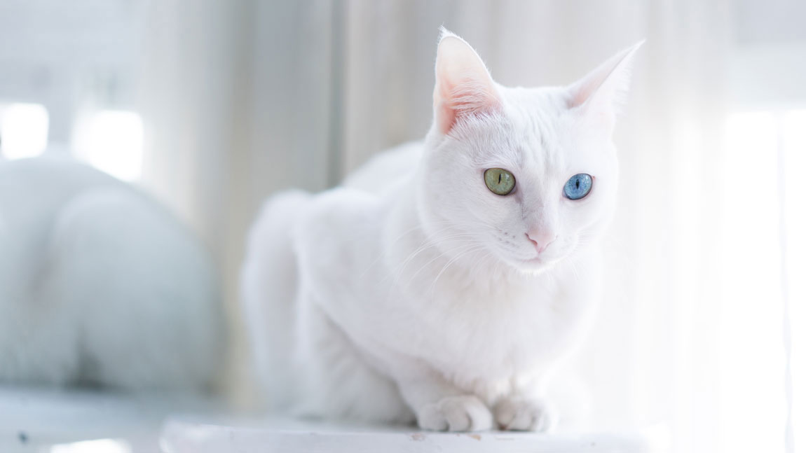 Как назвать белого кота с зелеными глазами