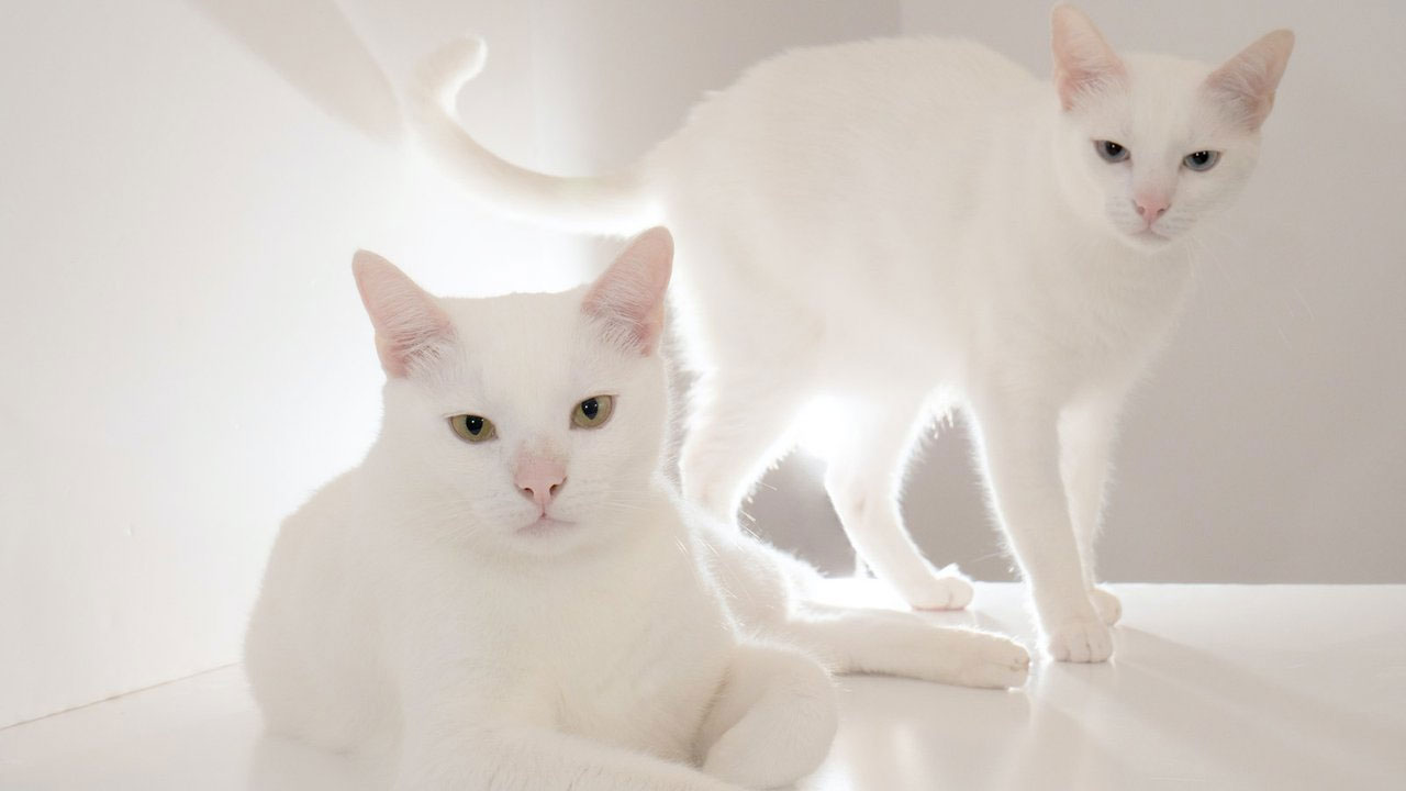 Интересные имена для белых кото в кошек