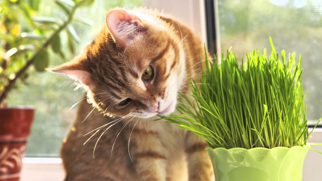 Трава для кота