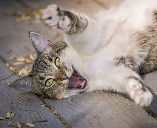Кошка или кот гиперактивные: что делать и как успокоить