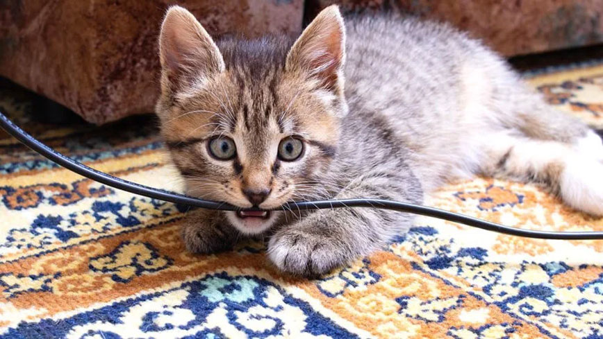 Почему котята грызут провода и как от этого отучить животное